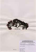 藏品(海木耳)的圖片